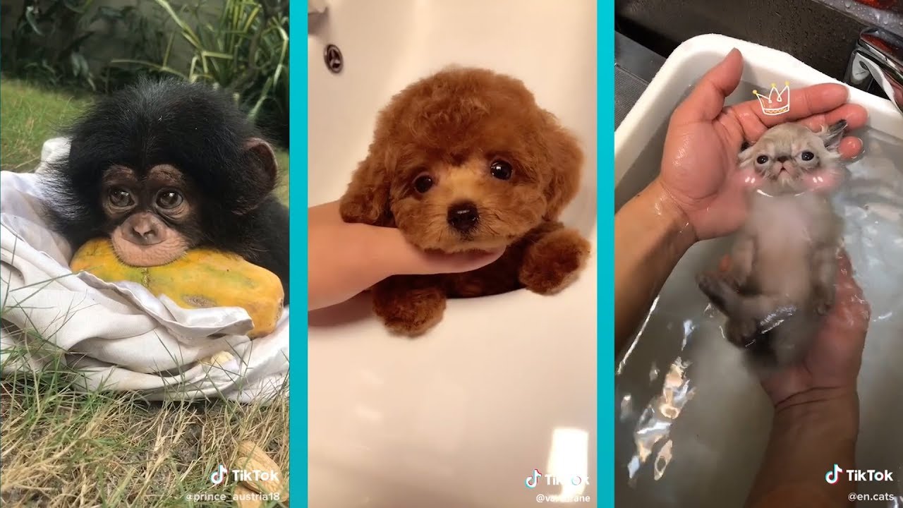 The Cutest Animals on Tik Tok! | TikTok1